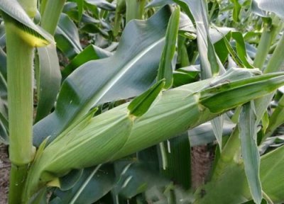 东单7512玉米种子简介 玉米种特征特性、审定公告