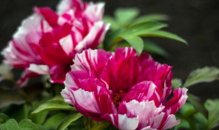 客厅牡丹摆放位置禁忌 客厅牡丹的摆放讲究介绍