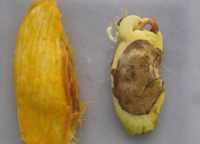 芒果核能种吗 吃完的芒果核怎么发芽栽种