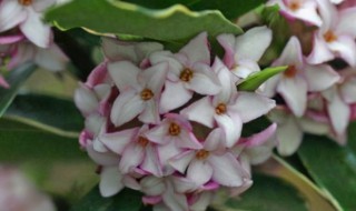 瑞香可以放在客厅吗 瑞香能不能放在客厅养护