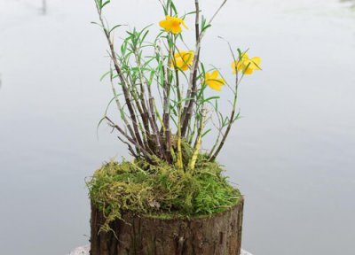 石斛怎么促花 石斛怎么养护增加开花量