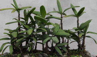 棕竹叶子干枯怎么办 棕竹叶子干枯的解决方法