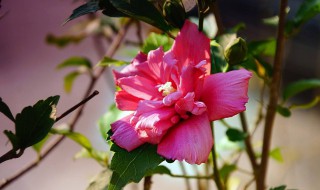 木槿怎么养才能更旺盛 木槿如何养才能更旺盛