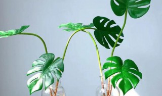 龟背竹能水培吗 龟背竹能不能进行水培养吗