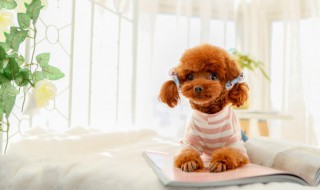 幼犬泰迪怎么养 小泰迪狗怎么养