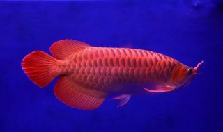 什么属相不能养龙鱼的人 哪些属相不能养龙鱼的人