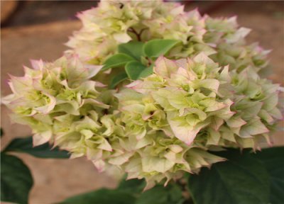 三角梅夏天要不要施肥 三角梅夏天怎样修剪和施肥