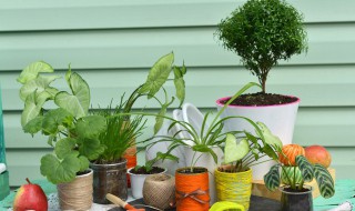 水植物怎么养才能更旺盛 水养绿植怎么能更旺盛