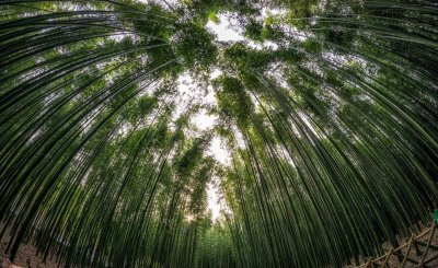 竹子的特点和品质是什么样的 做人学竹子精神能成才