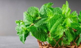 吃薄荷为什么会觉得凉 薄荷为什么吃起来是凉的