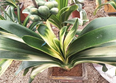 君子兰病虫害防治方法 常见病虫害预防措施