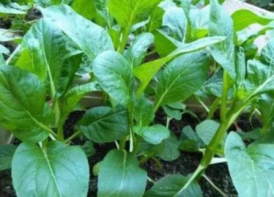 菜心是空心菜吗 菜心与空心菜区别