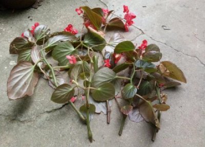 海棠花扦插生根时间 海棠花扦插多久生根