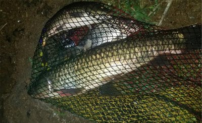 夜钓草鱼钓底还是钓浮最合适 盛夏夜钓草鱼多深上鱼多