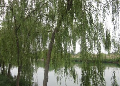 柳树属于灌木还是乔木 柳树是乔木还是灌木植物