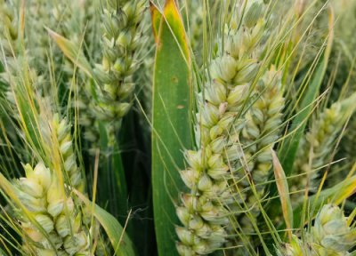 山农28号小麦品种简介 山农产量特征 每亩播种多少