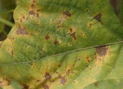 毛豆炭疽病发病原因 毛豆炭疽病发病的发病原因及治疗方法