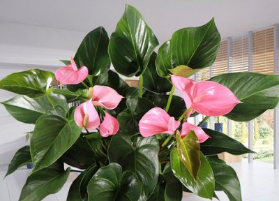 水培粉掌的养殖方法 水培粉掌的养殖方法和注意事项