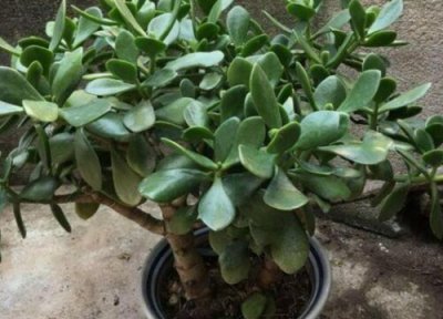 玉树冻了发软还有救吗 冻坏了有补救办法缓过来吗