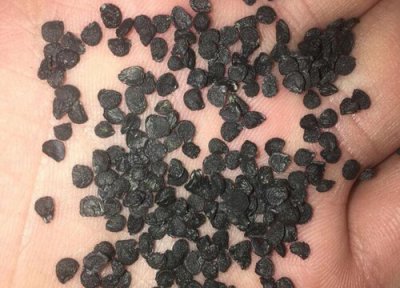 葱种子播种时间 葱种子什么时候播种最好