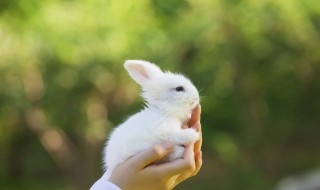 本命年兔送什么礼物领导 兔本命年送什么礼物领导