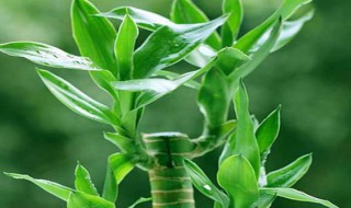 家周围放什么财旺 家门口周四可以摆放的东西介绍