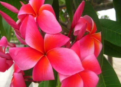 鸡蛋花花语寓意着什么意思 代表的精神品种和爱情