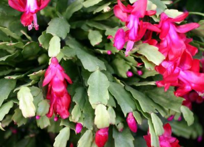 蟹爪兰怎样快速生长 新买蟹爪兰如何处理下一波生长更好