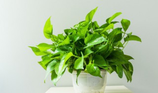 客厅摆什么植物 客厅摆哪些植物好