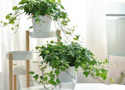 长春藤什么时候分盆最佳 长春藤怎么分盆容易成活