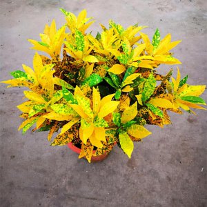 黄金树的养殖方法 黄金树的养殖方法和注意事项