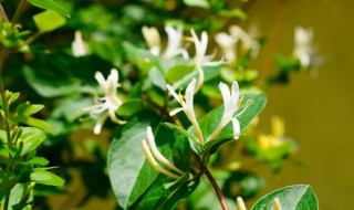 金银花什么季节种植合适 金银花适合种植的季节