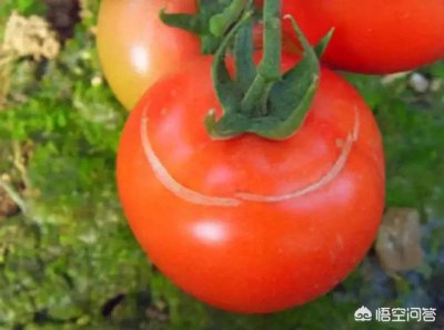 西红柿裂果是什么原因 西红柿出现裂果是怎么回事
