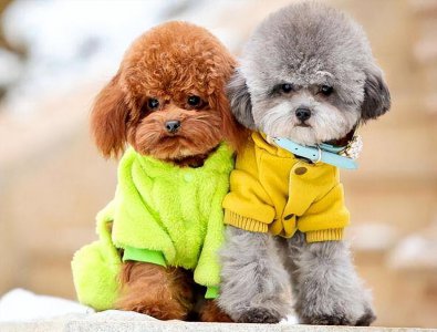 宠物狗排行榜前十名名字 最受欢迎的6种宠物犬图片