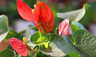 红掌施肥方法及注意事项 红掌施什么肥最好?怎样施?