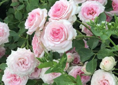 月季养护注意事项 新手养月季一定要避免的错误养护方法