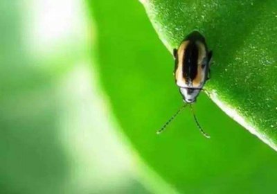 蔬菜黄曲条跳甲的防治措施 防治黄条跳甲特效药与方法