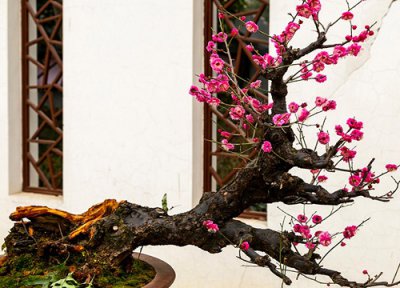 梅花烂根的表现 梅花盆景烂根原因及养护要点