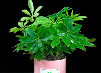 鸭掌木叶子怎么才能绿油油 鸭掌木如何养殖叶子绿油油的