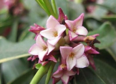 瑞香能在外面过冬吗 冬天安全过冬的养殖方法和注意事项