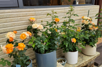 一年四季不怕冷不怕热的植物 冬天不怕冷可露天栽培的植物