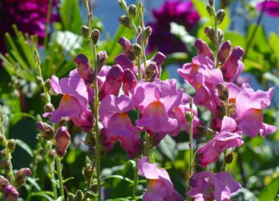 金鱼草开花吗 开花的颜色与样子