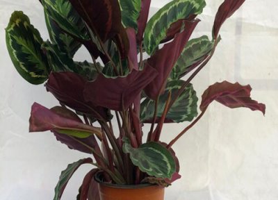 竹芋好养活吗 竹芋容易养活吗