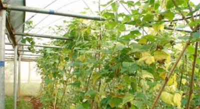 豆角幼苗叶子发黄是什么原因 豆角出苗后黄叶怎么回事