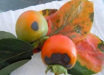 柿子炭疽病发病原因 柿子炭疽病的发病原因及治疗方法