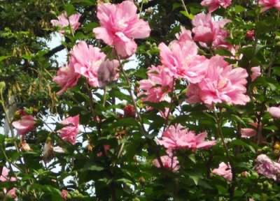 木槿花的寓意 木槿花的特点