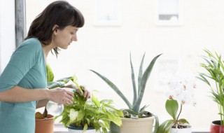 店铺放什么植物旺财 店铺放什么植物才可以旺财