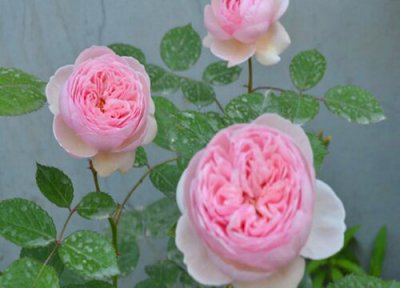 月季黄叶落叶怎么解决 月季花黄叶落叶是怎么回事