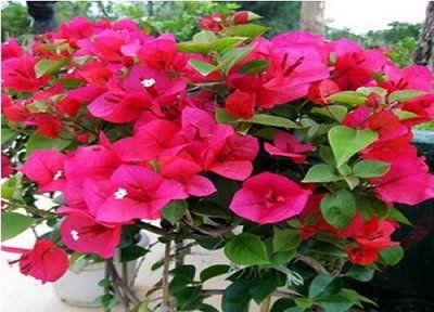 三角梅花谢以后怎样管理 三角梅开过花后怎么修剪养护