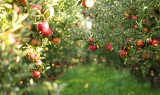 冬天果园怎么浇水最好 冬天果园如何浇水最好